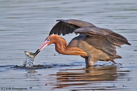 Missing Image: i_0013.jpg - I'm-the-best-Reddish-Egret