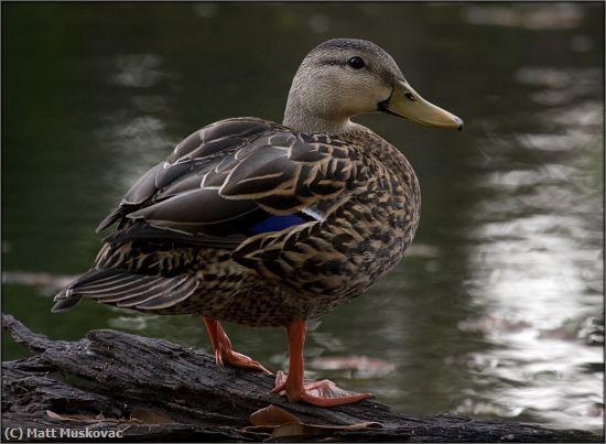Missing Image: i_0018.jpg - Mallard Duck