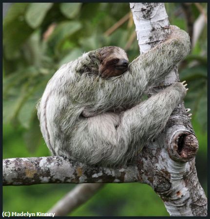Missing Image: i_0023.jpg - Female Sloth