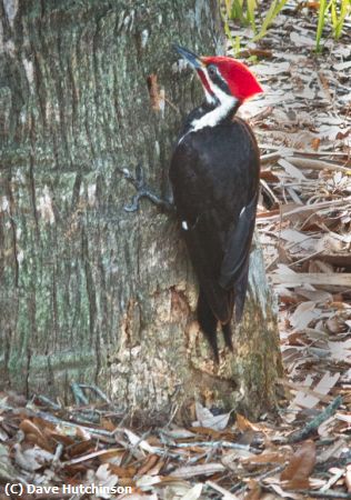 Missing Image: i_0025.jpg - Pileated Woodpecker