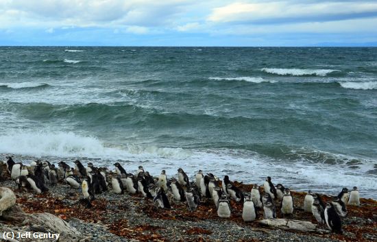 Missing Image: i_0026.jpg - Penguins By The Sea