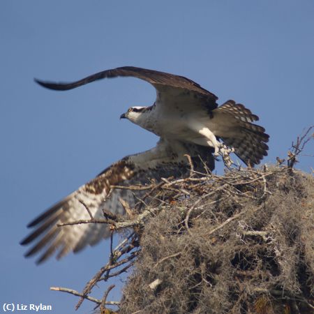 Missing Image: i_0027.jpg - Leaving-the-Nest