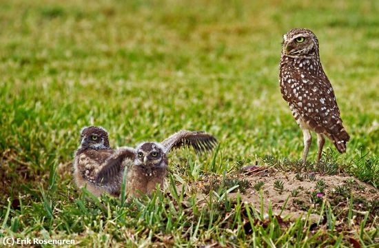 Missing Image: i_0028.jpg - Testing-it's-wings-Burrowing-Owls