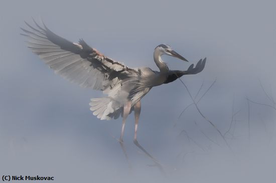 Missing Image: i_0061.jpg - Heron In Fog
