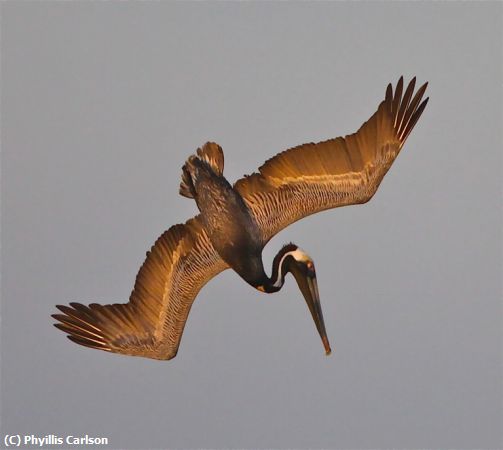 Missing Image: i_0005.jpg - PELICAN DIVE