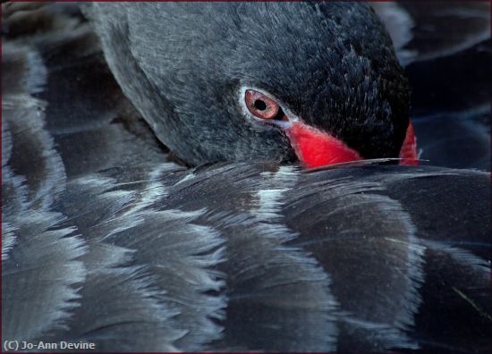 Missing Image: i_0008.jpg - Black Swan