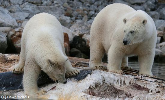 Missing Image: i_0018.jpg - Arctic Meal