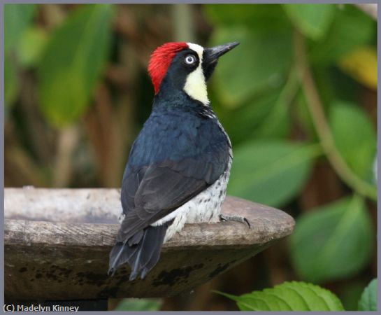 Missing Image: i_0029.jpg - At The Bird Bath