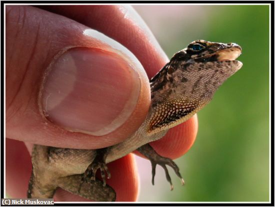 Missing Image: i_0030.jpg - MY-PET-LIZZARD