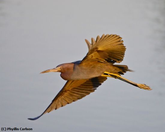 Missing Image: i_0033.jpg - IMMATURE BLUE HERON