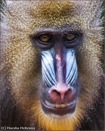 Missing Image: i_0036.jpg - Mr Baboon