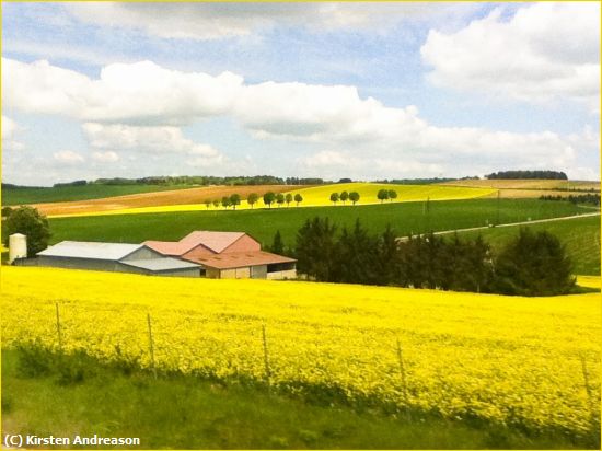 Missing Image: i_0001.jpg - Mustard Fields