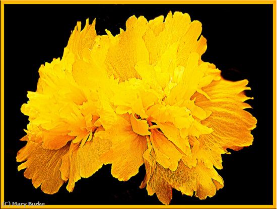 Missing Image: i_0002.jpg - Yellow Blooms