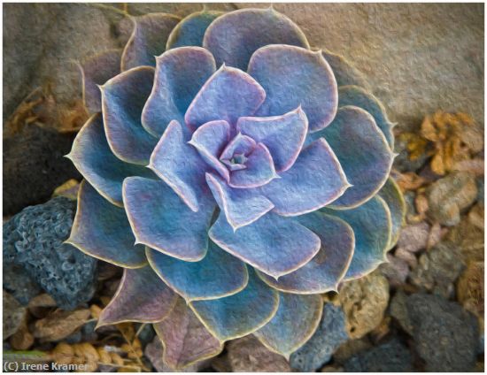 Missing Image: i_0014.jpg - Blue Echeveria