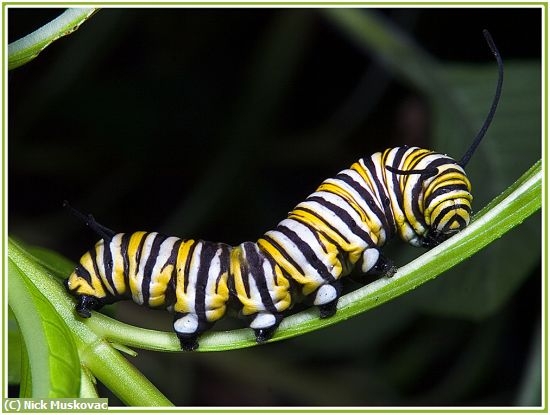 Missing Image: i_0017.jpg - Monarch Caterpillar