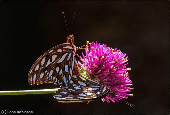 Missing Image: i_0027.jpg - Mating Gulf Fritilaries