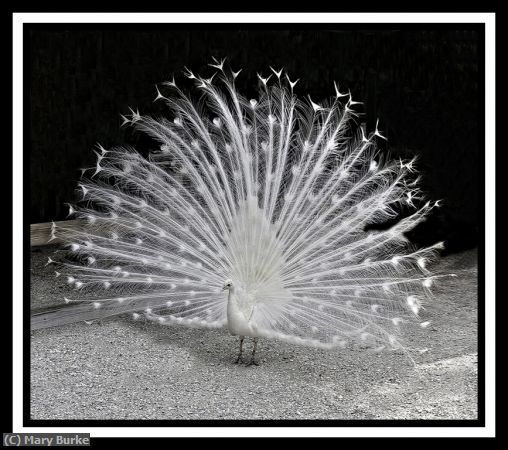 Missing Image: i_0028.jpg - Majestic Peacock