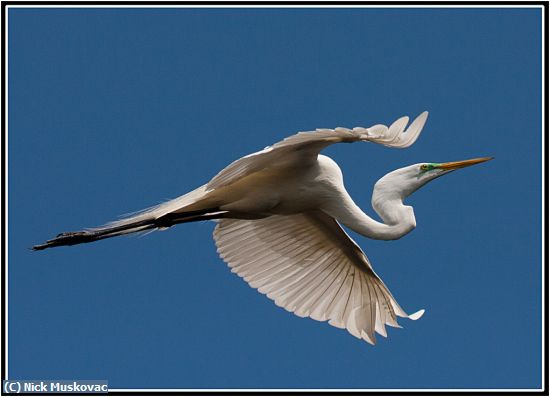 Missing Image: i_0034.jpg - Egret Gliding Home