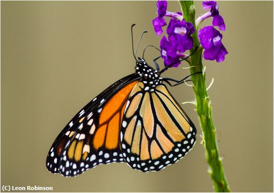 Missing Image: i_0035.jpg - Monarch on Porter Weed