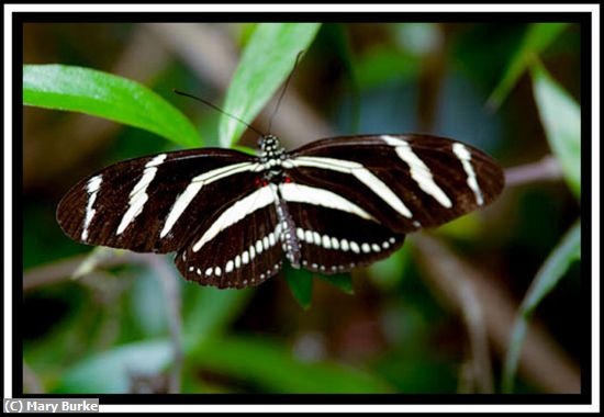 Missing Image: i_0036.jpg - Zebra Longwing