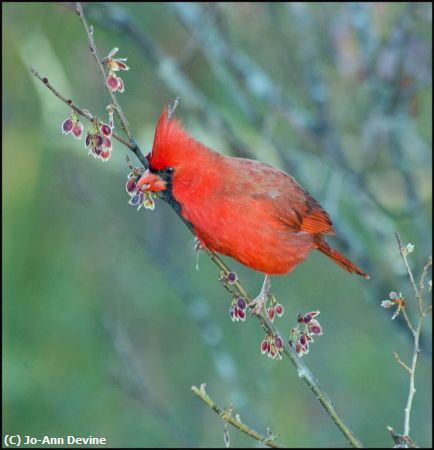 Missing Image: i_0038.jpg - Cardinal