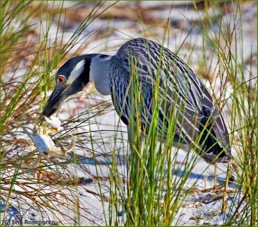 Missing Image: i_0039.jpg - Crab-Fest-Yellow-Night-Heron