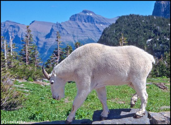 Missing Image: i_0048.jpg - Mountain Goat