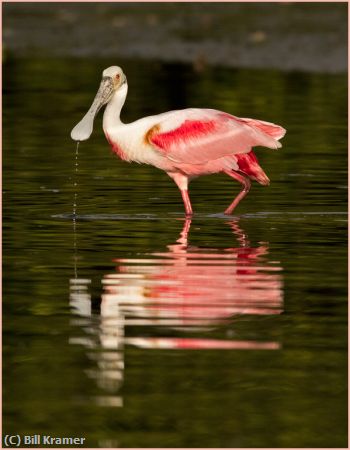 Missing Image: i_0050.jpg - Wadding Spoonbill