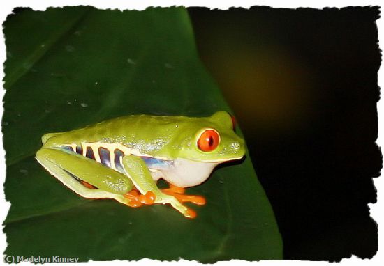 Missing Image: i_0051.jpg - Tree Frog