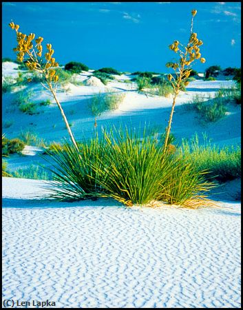 Missing Image: i_0055.jpg - White Sands