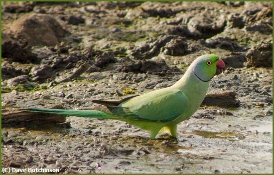 Missing Image: i_0058.jpg - Rose-Ringed-Parakeet-India