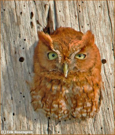 Missing Image: i_0059.jpg - Eastern-Screech-Owl