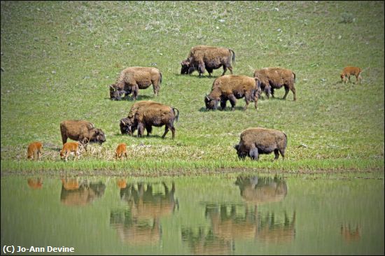 Missing Image: i_0060.jpg - Buffalo Reflections