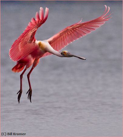 Missing Image: i_0061.jpg - Spoonbill Landing