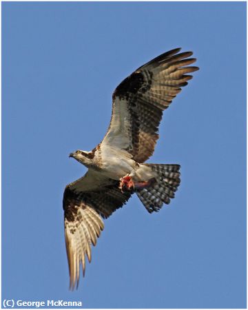 Missing Image: i_0063.jpg - Osprey with Fish