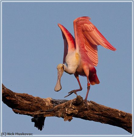 Missing Image: i_0064.jpg - Spoonbill Dance