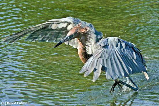 Missing Image: i_0066.jpg - Fishing Dance