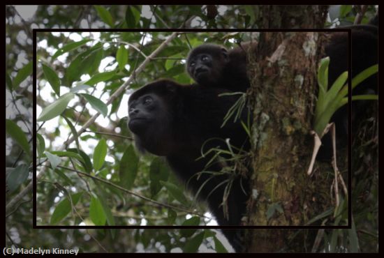 Missing Image: i_0067.jpg - Howler Monkey with Baby