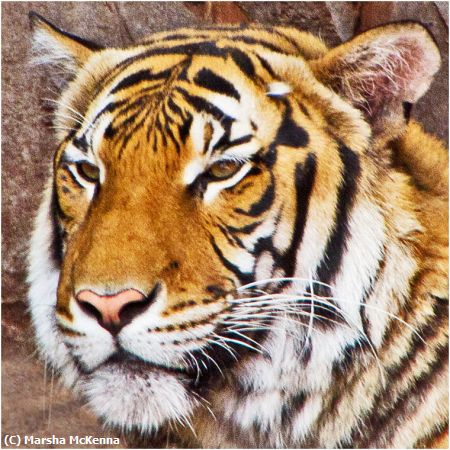 Missing Image: i_0068.jpg - Tiger Up Close
