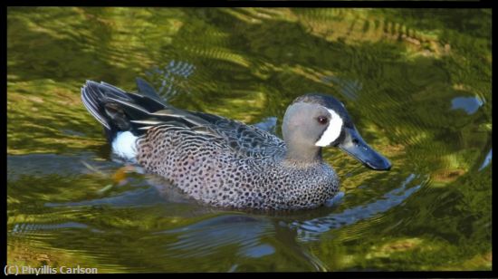 Missing Image: i_0069.jpg - BLUE WINGED TEAL