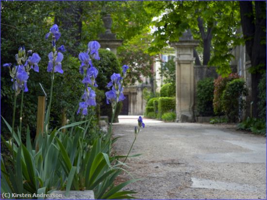 Missing Image: i_0002.jpg - StRemy Iris