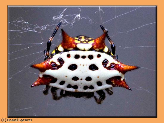 Missing Image: i_0005.jpg - spinyback orbweaver