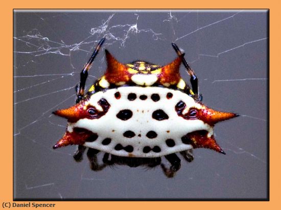 Missing Image: i_0005.jpg - spinyback orbweaver