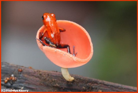 Missing Image: i_0007.jpg - Frog and Fungus