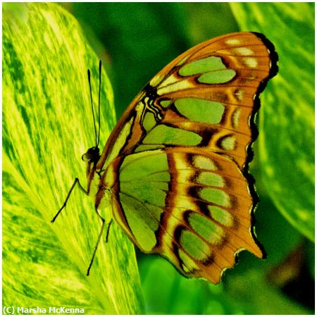 Missing Image: i_0012.jpg - Malachite