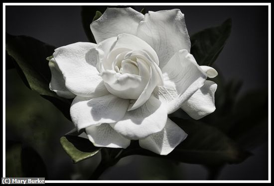 Missing Image: i_0013.jpg - Gardenia