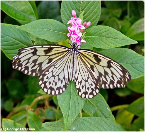 Missing Image: i_0016.jpg - Butterfly & Flower
