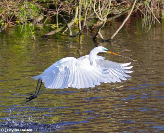 Missing Image: i_0017.jpg - HERON IN FLIGHT