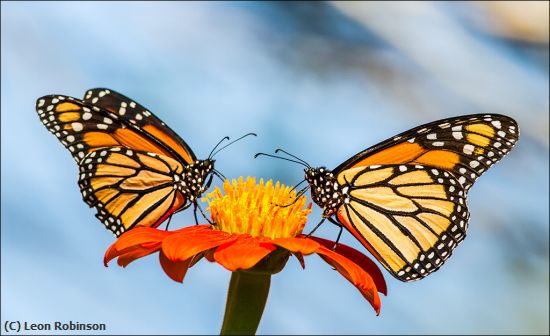 Missing Image: i_0019.jpg - Enjoying the Nectar