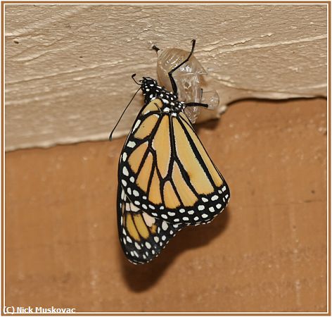 Missing Image: i_0020.jpg - Monarch emerging from Chrysalis
